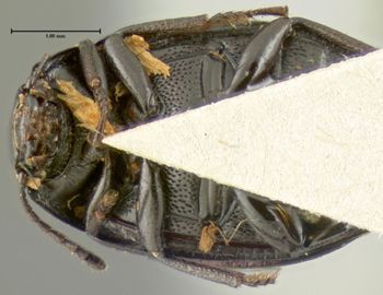 Media type: image;   Entomology 7111 Aspect: habitus ventral view